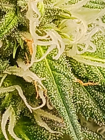 black gorilla feminized  — flower, day 28