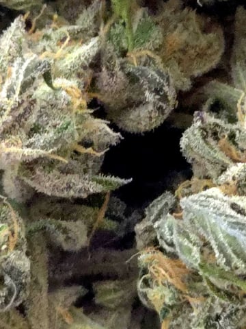 Dirty Bird - Thousand Island Fem & Platinum Kush Breath Remix x Grape Cakehead Fem Photo  — harvest, day 136