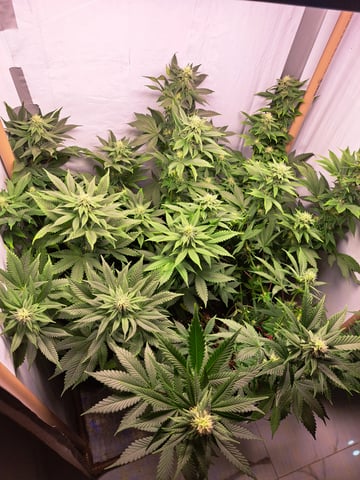 Yeti's Perpetual — vegetative, day 91