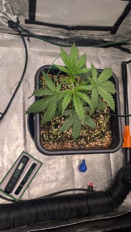 Lemon Cherry Gelato Auto