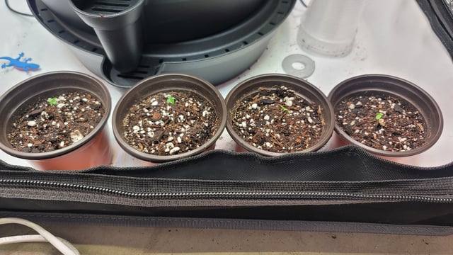 Poison Rainbows — germination, day 3