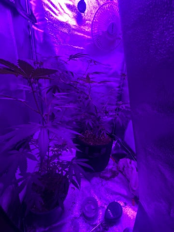 First attempt grow 😶‍🌫️ — flower, day 84