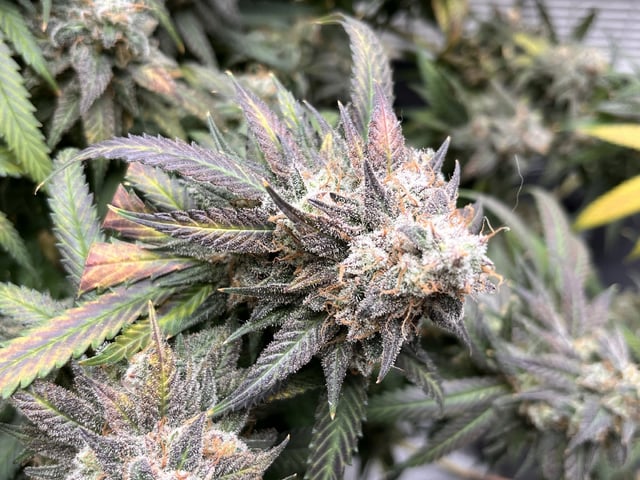 Fruity Pebbles 
