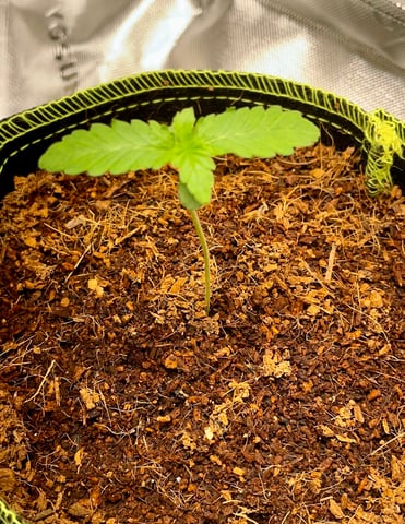 B Rads Buds — seedling_rooting, day 1