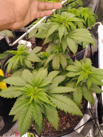 3x3 Spider Farmer  — vegetative, day 1