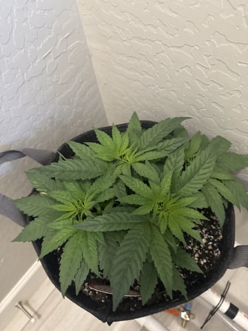 BloodMoon Gelato — vegetative, day 41