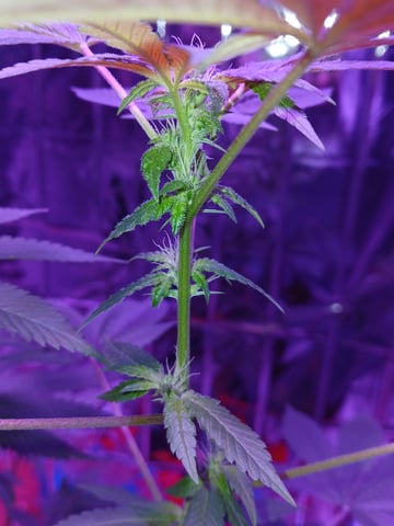 triangle kush  — flower, day 63