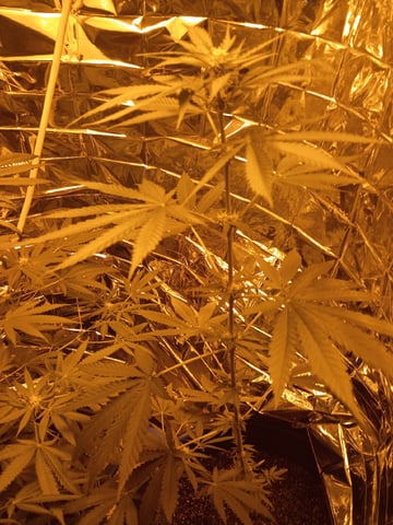 first grow — grow_setup, day 2