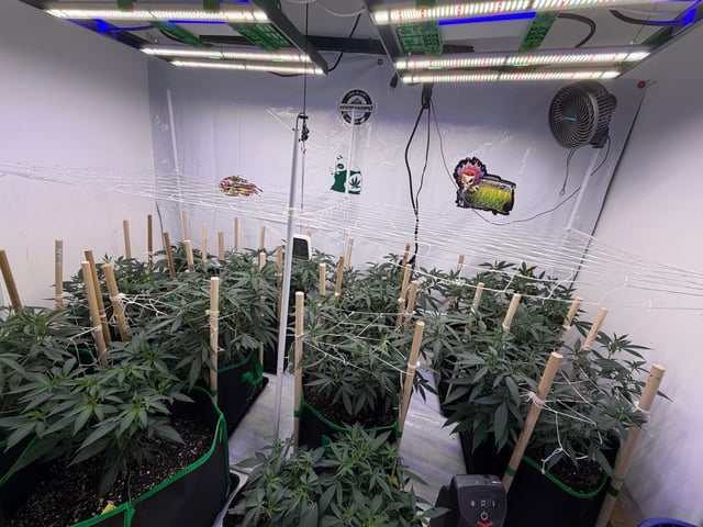 Indoor Grow  — vegetative, day 133