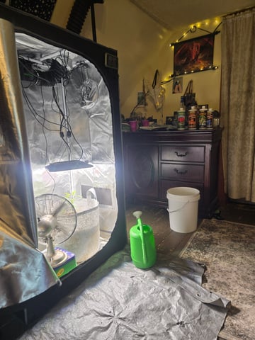 Looking for advice! — vegetative, day 14