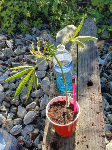 Gas#1? — vegetative, day 30