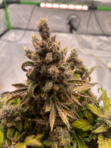 Phx_Freedom — flower, day 50