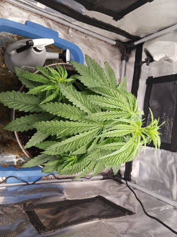 2nd Grow 2026  — vegetative, day 30