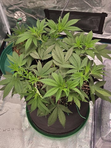  Insane OG — vegetative, day 58