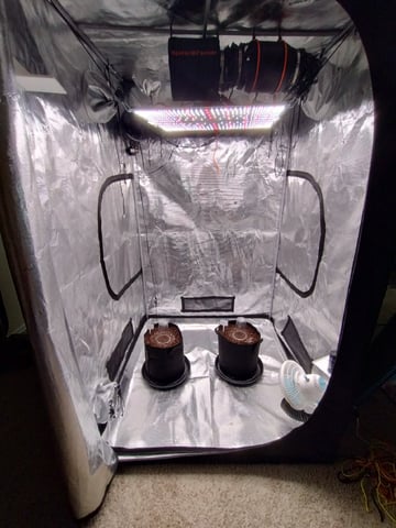 Round 2🥊 — germination, day 5