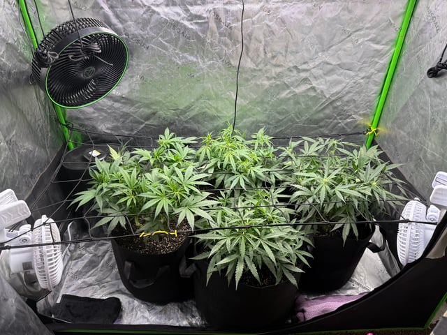 peaceful grow 1 — flower, day 45