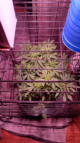 FKAFL — vegetative, day 59