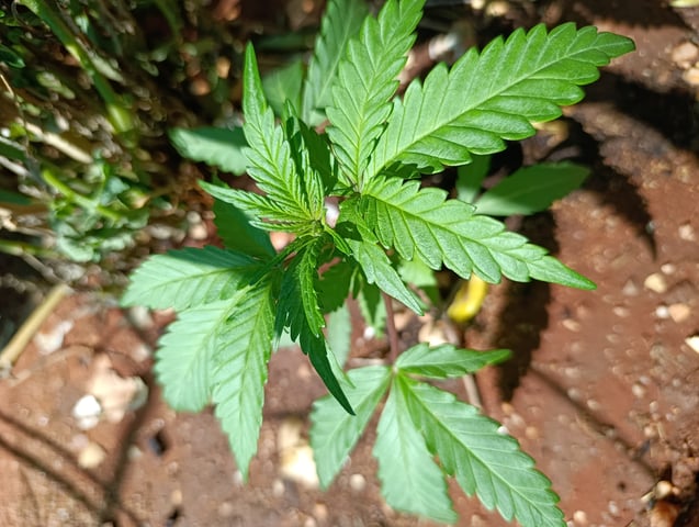 White Widow/Gorilla Glue — vegetative, day 14