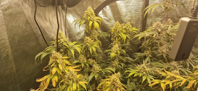 Indigo Saphirex2 And Slush Mint Cake X2 — flower, day 113