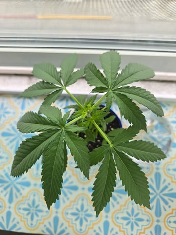 New Strain 5/1/25 — vegetative, day 28
