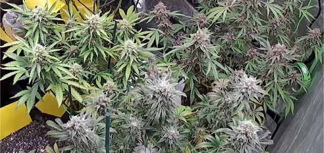 Mixed Grow — flower, day 110