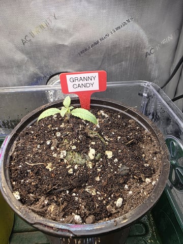 Granny Candy and PLCG — seedling_rooting, day 14