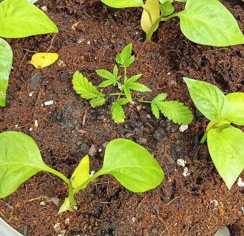 OG KUSH — vegetative, day 50