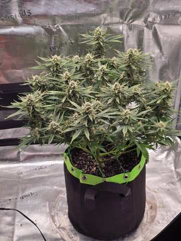 blue dream auto — flower, day 53