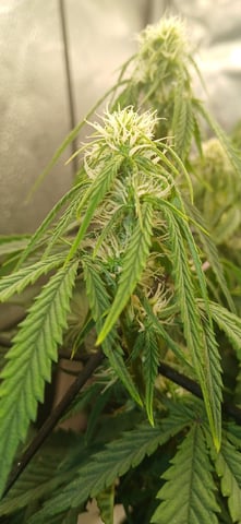 Diesel Auto Round 2 — flower, day 46
