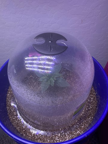 Grow#2 — seedling_rooting, day 5