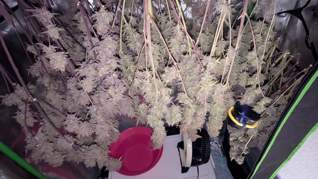 Perpetual Autoflower Mixed Grow #3 — flower, day 99