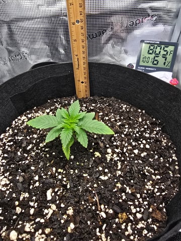 Northern lights #10 (Alaska) — vegetative, day 10