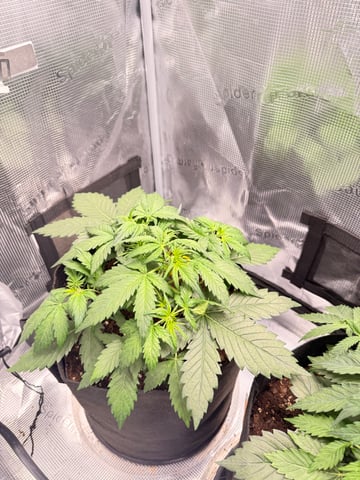 First grow — vegetative, day 15