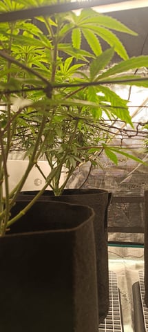 First Time Growing  — flower, day 39