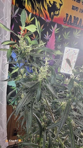 Slightly Stoopid Fruits  — flower, day 60