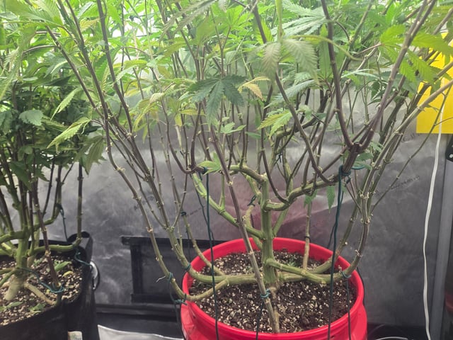 First Grow — flower, day 73