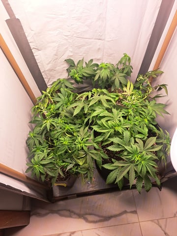 Yeti's Perpetual — vegetative, day 53