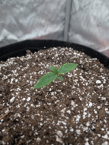 Guava, Guava, Gelato  — grow_setup, day 10