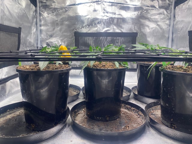 Solfire Gardens Grow — vegetative, day 33