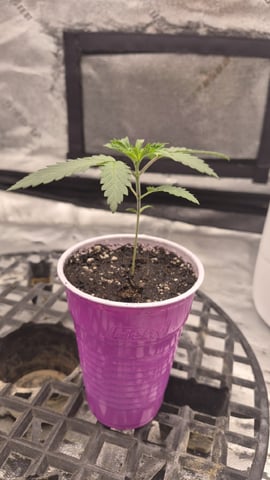 zlurricane blast — vegetative, day 18