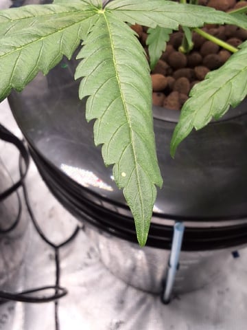 BABY SISTER — vegetative, day 38