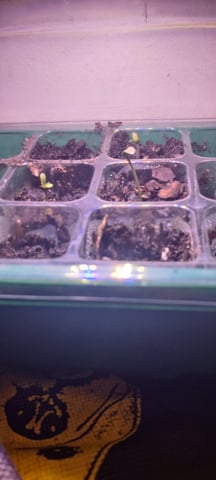 train wreck — vegetative, day 1