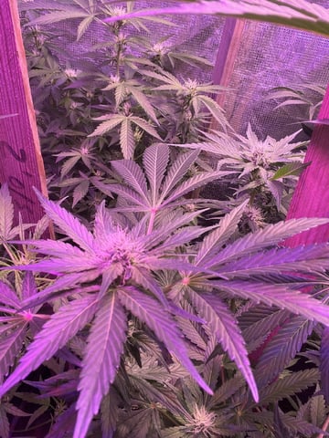 Ak-47 (Fast Verison) and pine Auto  — flower, day 74