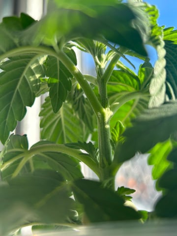 Stardust OG  — vegetative, day 16