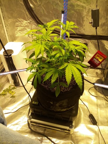 Gorilla Cookies Auto — vegetative, day 39