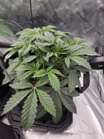 First Grow — done, day 185