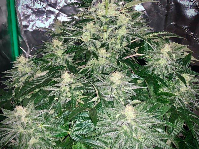 My First Home Grow  — flower, day 95