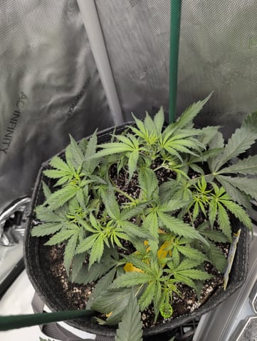 memphisto 3 bears OG, ethos high note r1 — flower, day 29