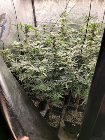 #3 — flower, day 58