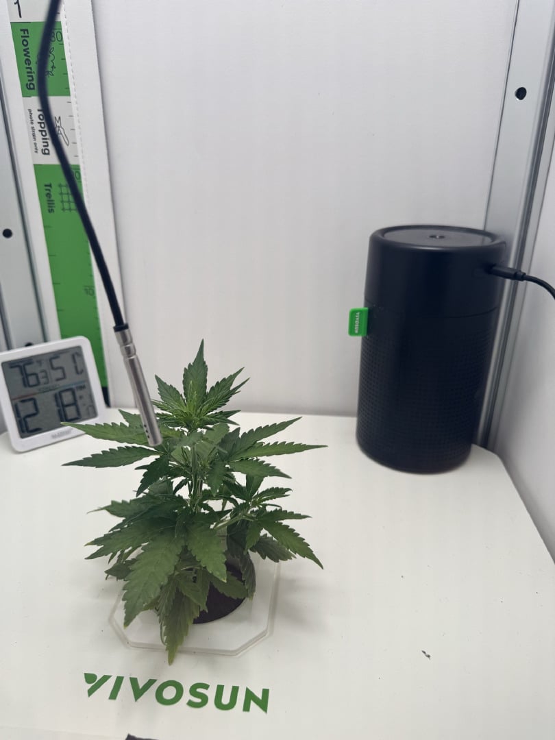 Mindfield - with Girl Scout Cookies (auto)